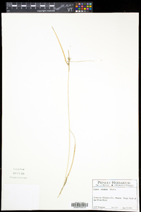 Carex viridula image