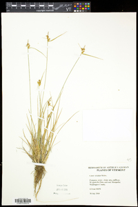 Carex viridula image