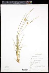 Carex viridula image