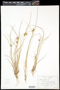 Carex flava image