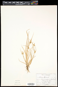 Carex flava image