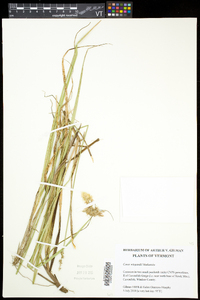 Carex wiegandii image