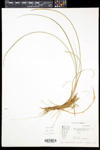 Carex aquatilis var. aquatilis image