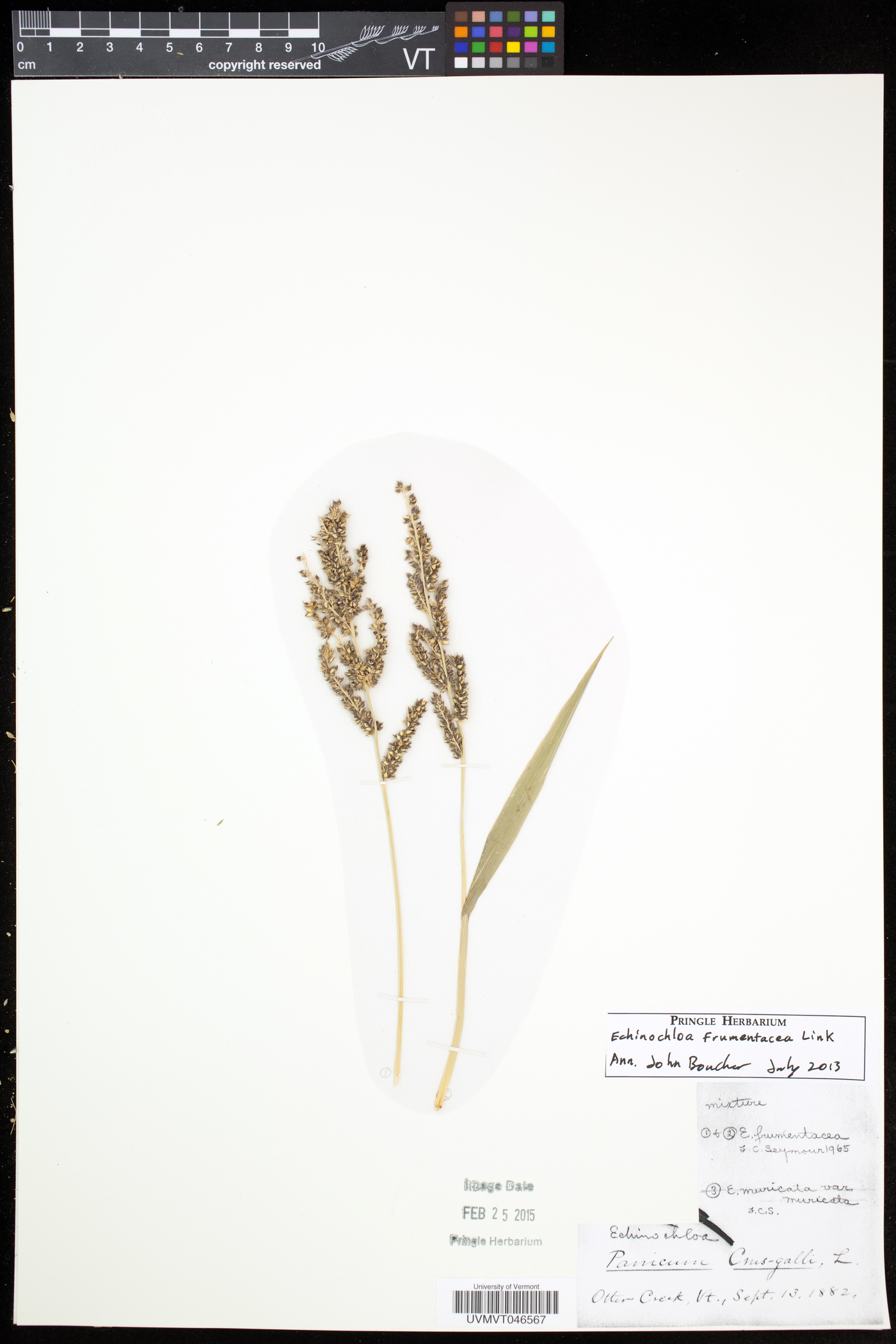 Echinochloa frumentacea image