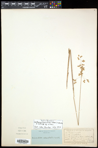 Anthoxanthum nitens image