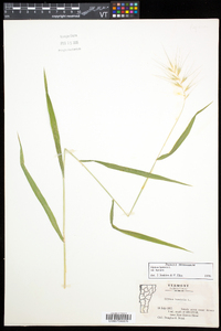 Elymus hystrix image