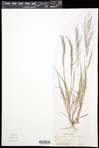 Eragrostis frankii image