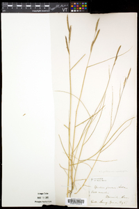 Spartina patens image