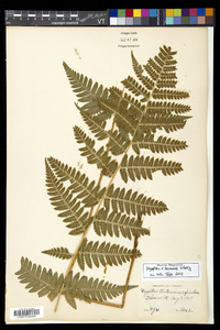 Dryopteris benedictii image