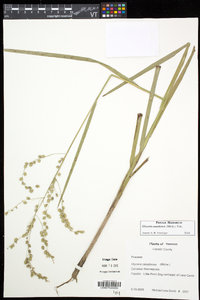 Glyceria canadensis image