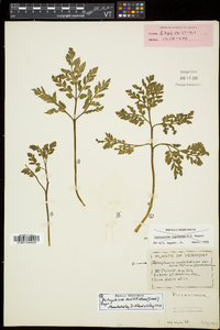 Sceptridium multifidum image