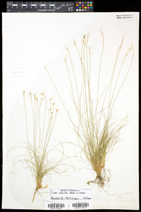 Carex eburnea image