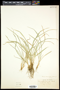 Carex abscondita image