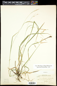 Carex aestivalis image