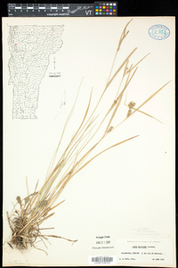 Carex grisea image