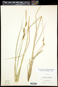 Carex aquatilis var. aquatilis image