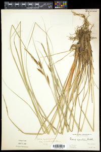 Carex aquatilis var. aquatilis image