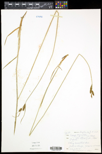 Carex aquatilis var. aquatilis image