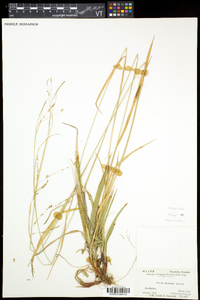 Carex arctata image