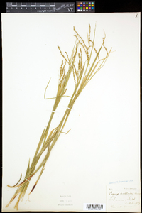 Carex arctata image