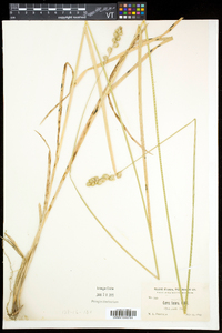 Carex argyrantha image