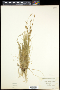 Carex albicans var. albicans image