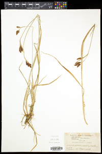 Carex atratiformis image