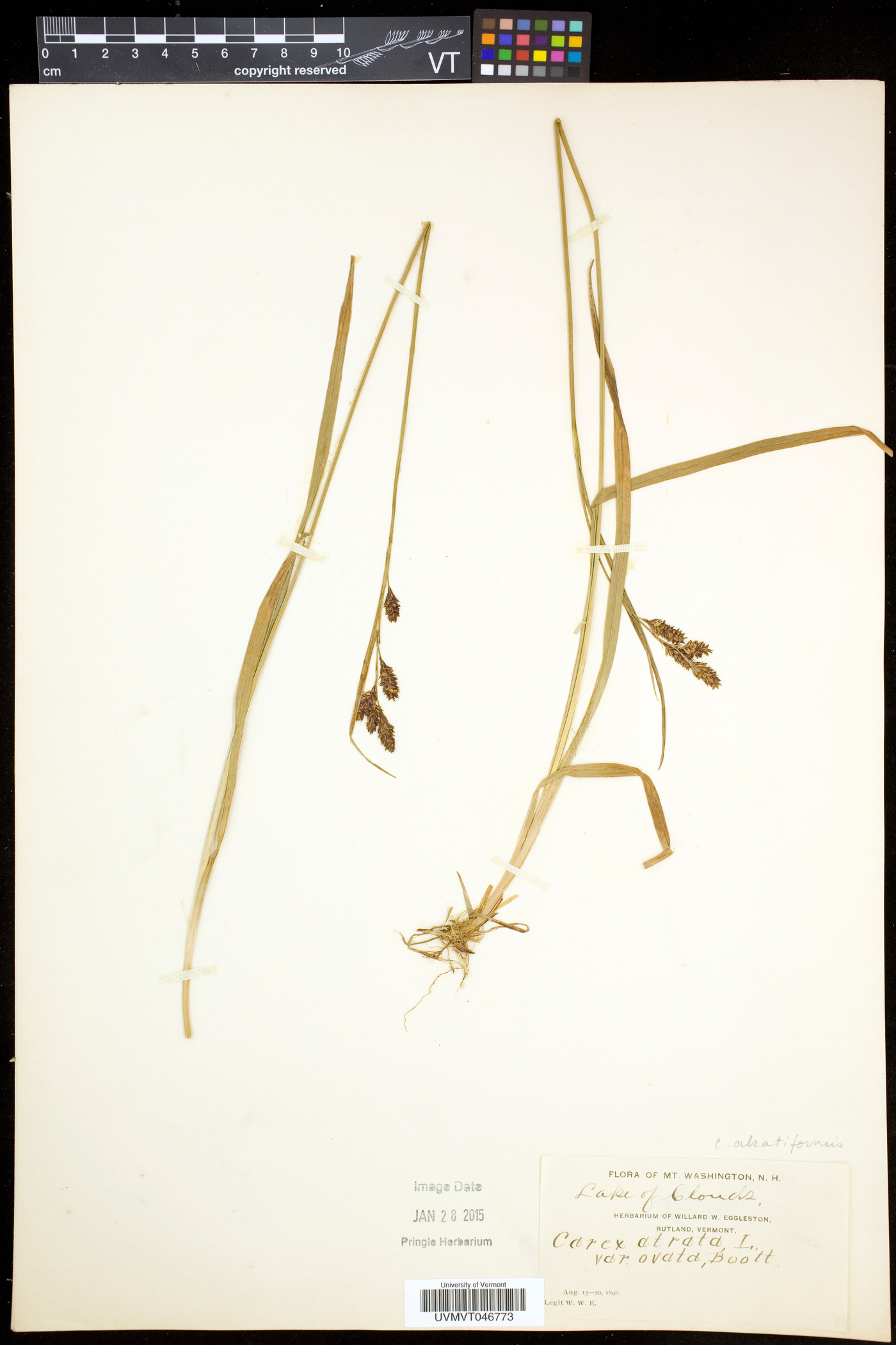 Carex atratiformis image