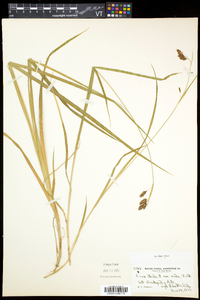 Carex atratiformis image