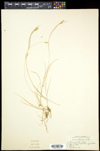 Carex aurea image