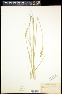 Carex bicknellii image