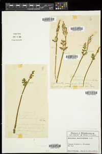 Botrychium matricariifolium image