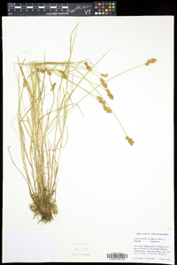 Carex bebbii image