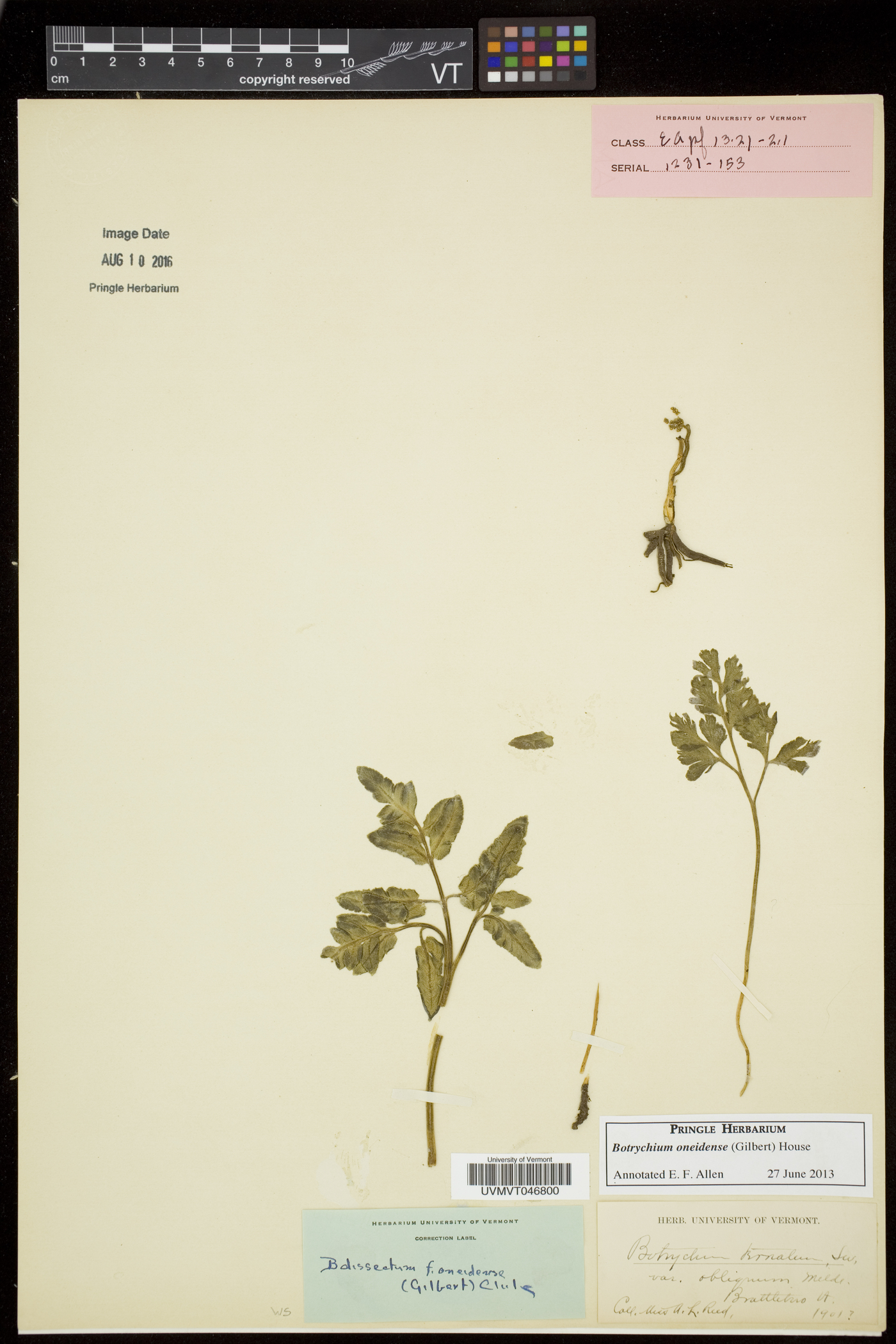 Sceptridium oneidense image