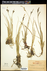 Carex bigelowii subsp. bigelowii image