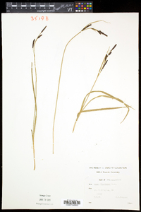 Carex bigelowii subsp. bigelowii image