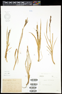 Carex bigelowii subsp. bigelowii image