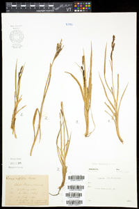 Carex bigelowii image