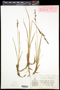 Carex bigelowii image