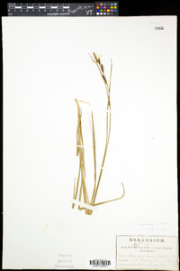 Carex bigelowii subsp. bigelowii image