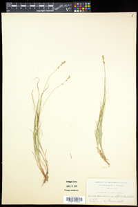 Carex brunnescens var. brunnescens image