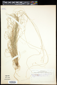 Carex brunnescens var. sphaerostachya image