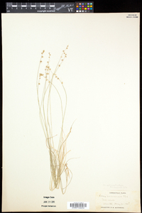 Carex brunnescens var. sphaerostachya image