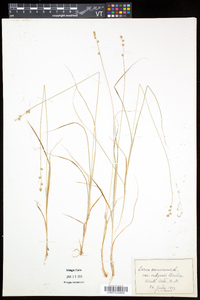 Carex brunnescens var. sphaerostachya image