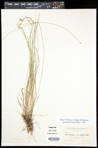 Carex brunnescens var. brunnescens image