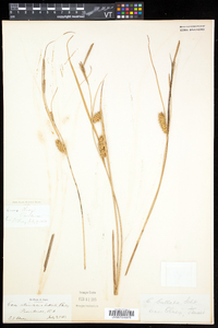 Carex olneyi image