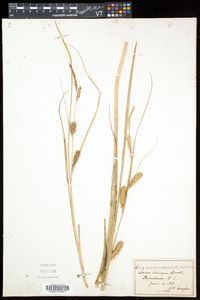 Carex olneyi image