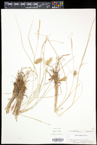 Carex bullata image