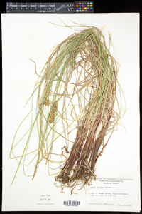 Carex bullata image