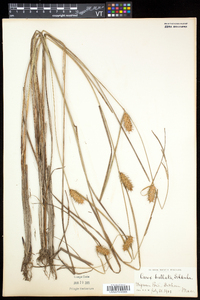 Carex bullata image